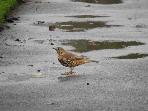 Zorzal charlo (Turdus viscivorus)