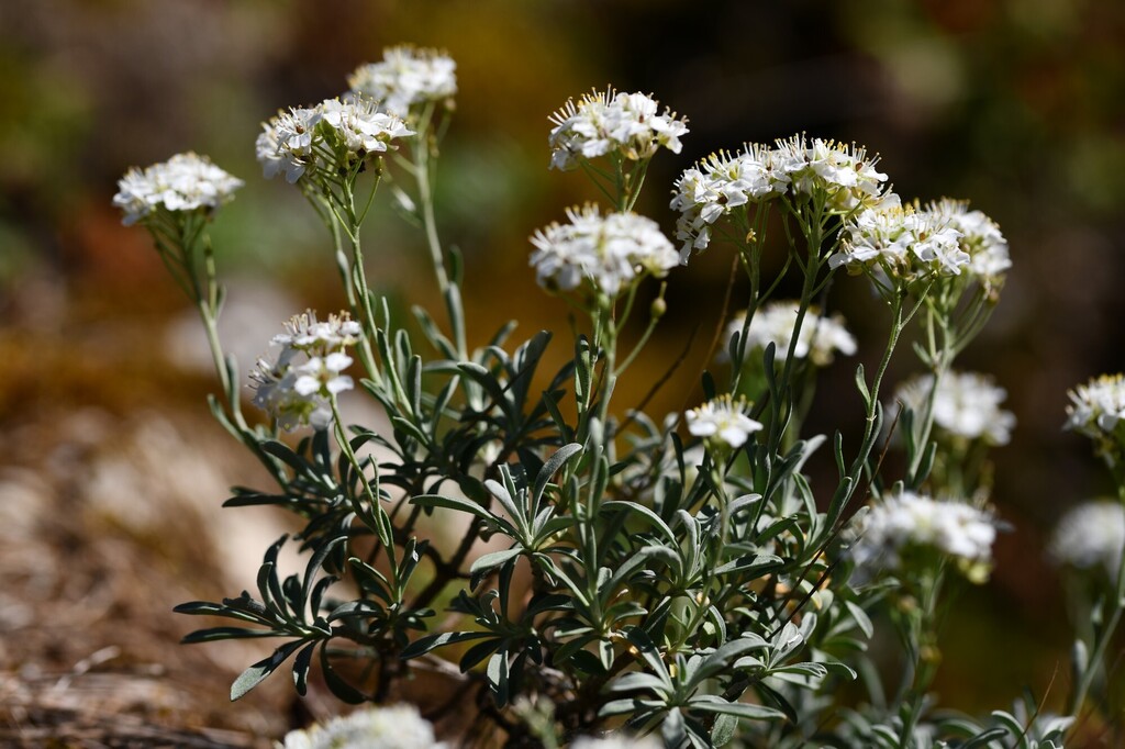 Hormathophylla saxigena