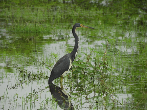 Tricolored Heron