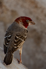 Amadina erythrocephala