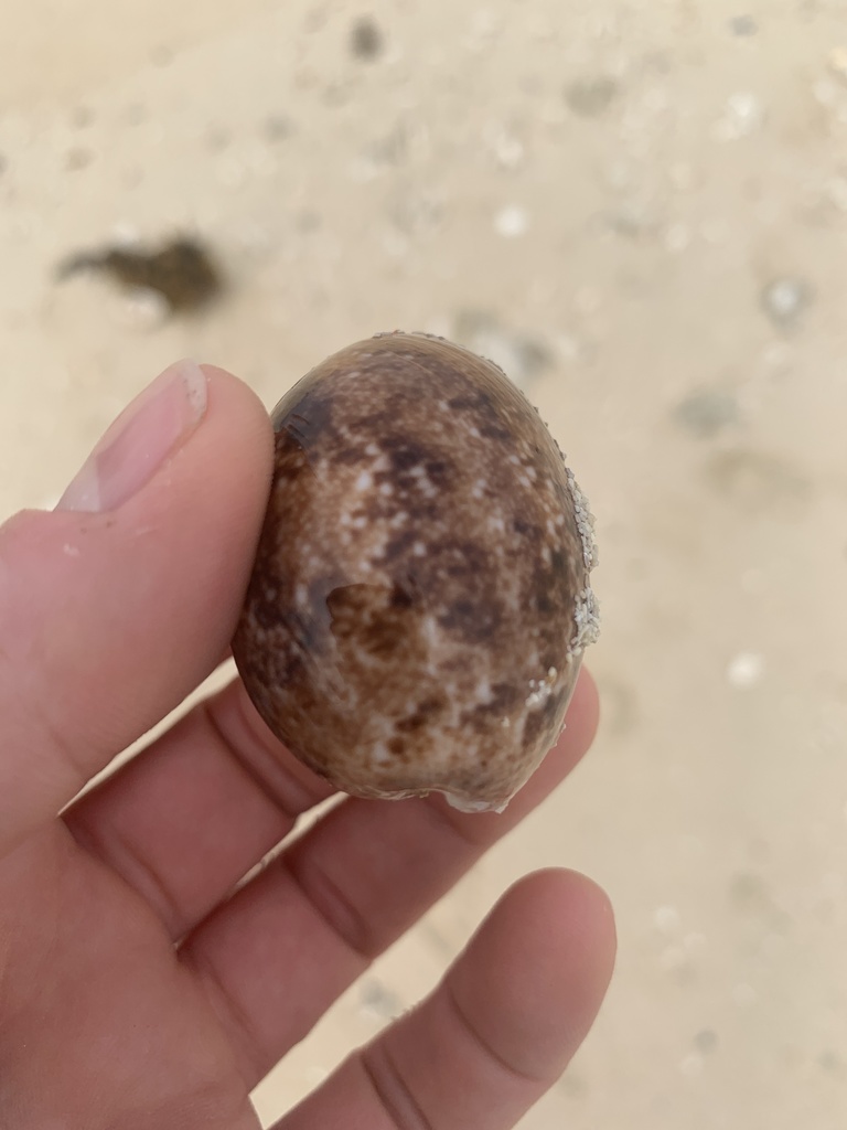 Ampulle bubble