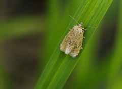 Syricoris