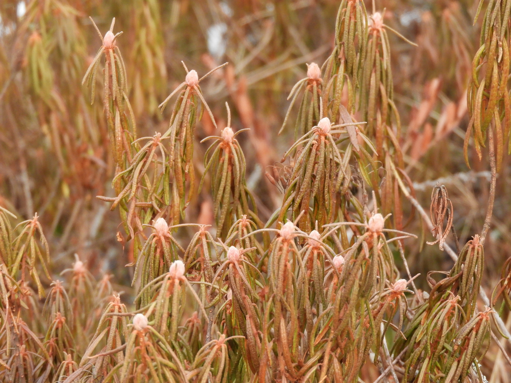 Labrador Marsh marsh Labrador tea from Поддорский р-н, Новгородская обл., Россия on ...