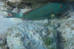 Sparisoma chrysopterum