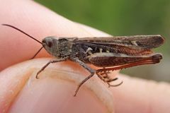 Chorthippus biguttulus biguttulus