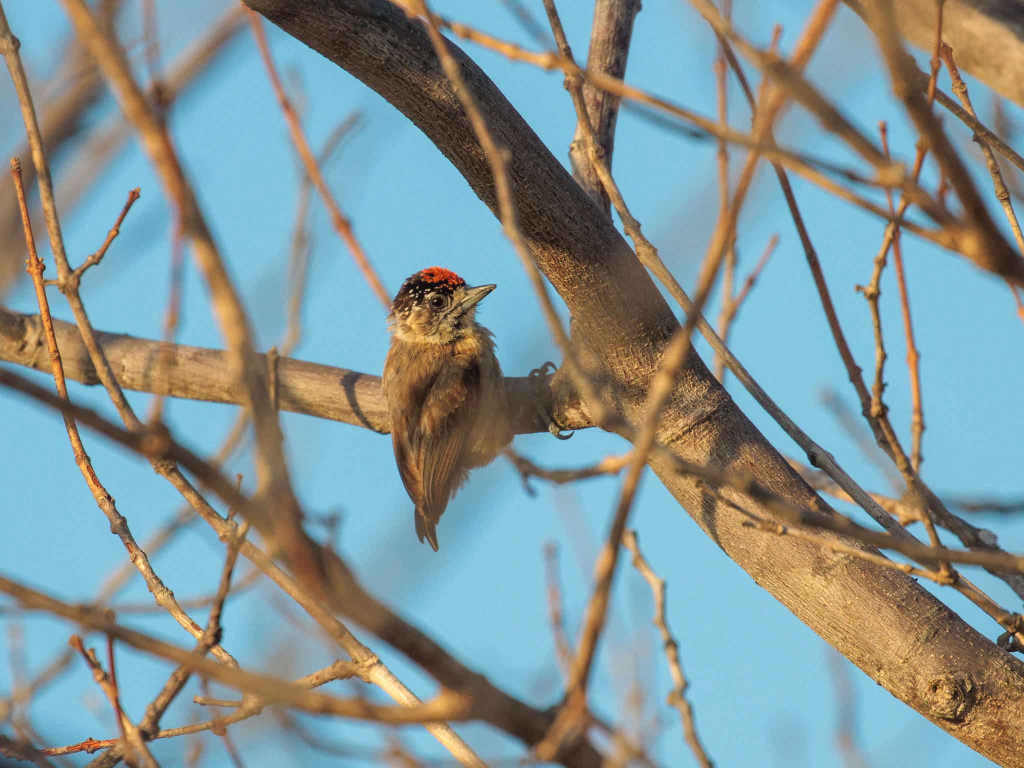 Ochraceous Piculet (Picumnus limae), photo 9