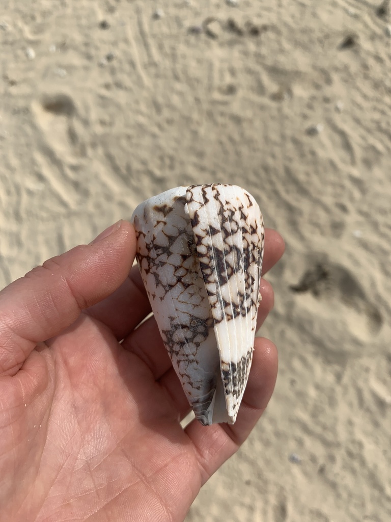 Conus bandanus