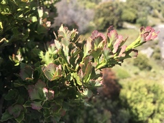 Phyllocladus aspleniifolius