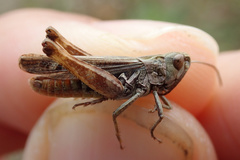 Omocestus haemorrhoidalis