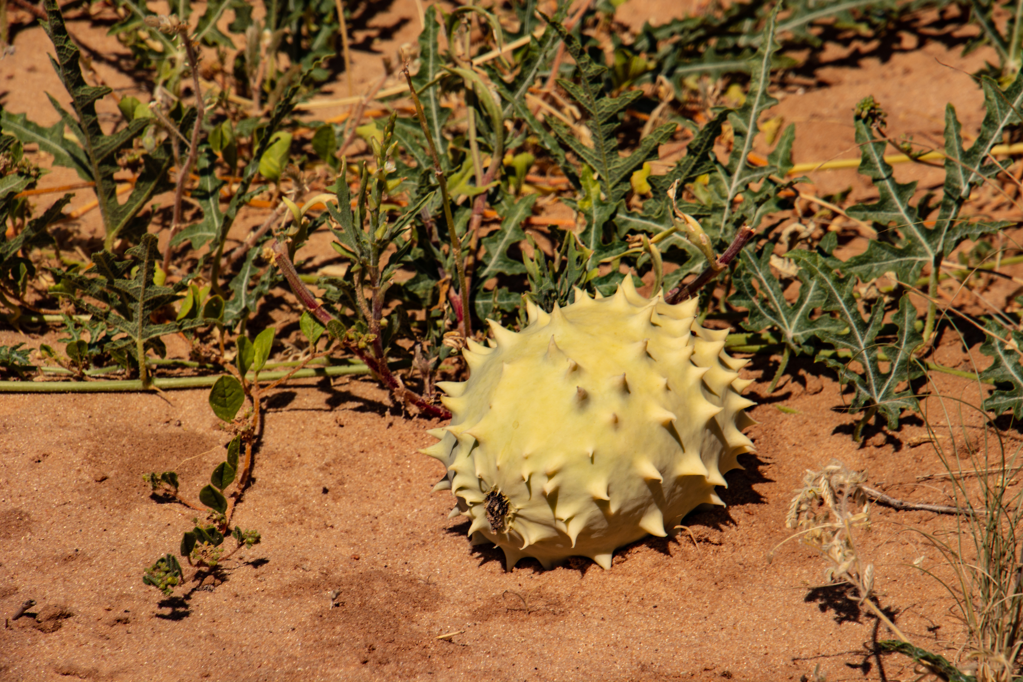 Citrullus naudinianus