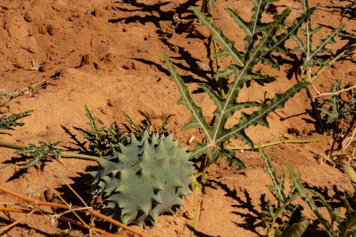 Gemsbok cucumber