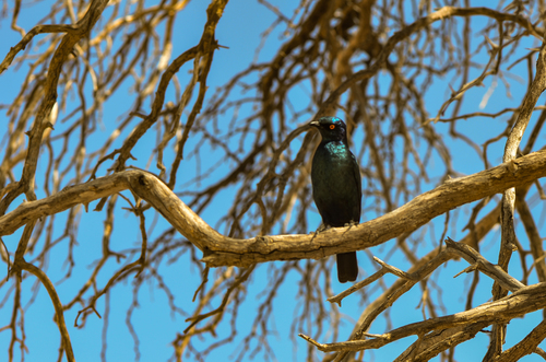 Cape Starling