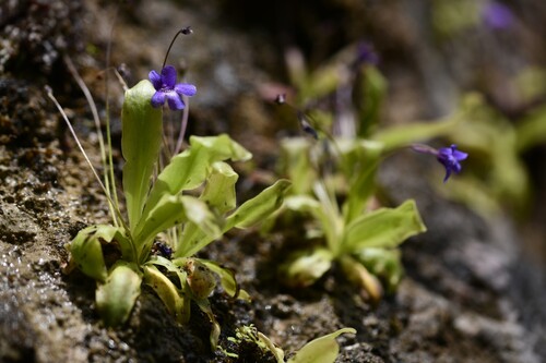 Pinguicula caussensis