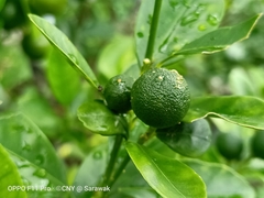 Citrus × aurantium