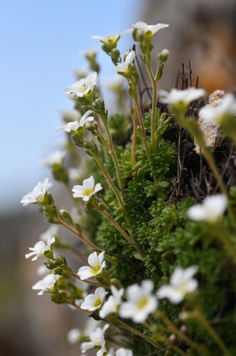 Cevennes Saxifrage (Saxifraga cebennensis)