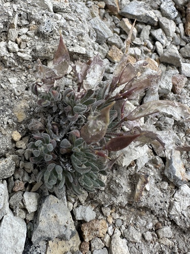 daggerpod (Anelsonia eurycarpa)
