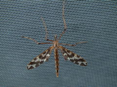 Mischoderus forcipatus