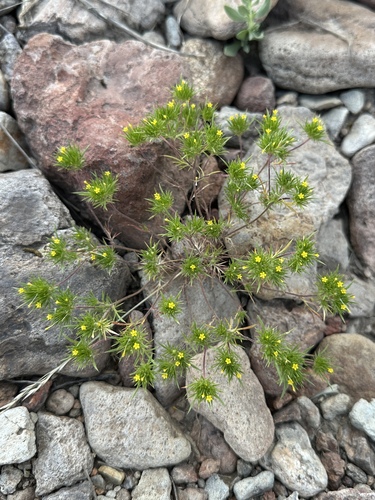 yellow pincushion plant (Navarretia breweri)