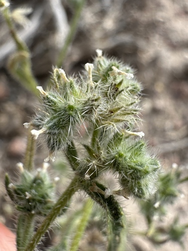 Watson's Cryptantha (Cryptantha watsonii)