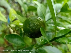 Citrus × aurantium