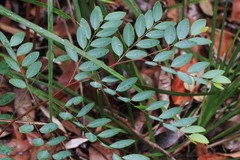 Breynia oblongifolia