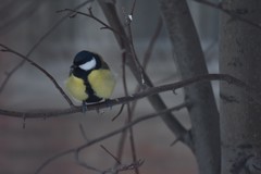 Parus major
