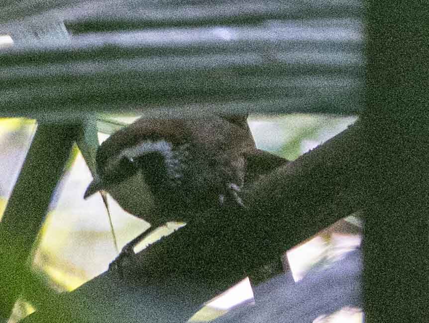 Snowy-throated Babbler illustration
