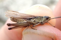 Pseudochorthippus parallelus parallelus