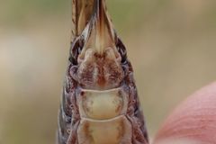 Platycleis albopunctata albopunctata