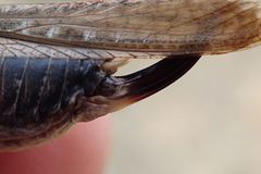 Platycleis albopunctata albopunctata