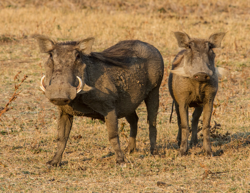 Common Warthog