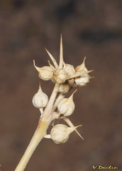 Zilla spinosa