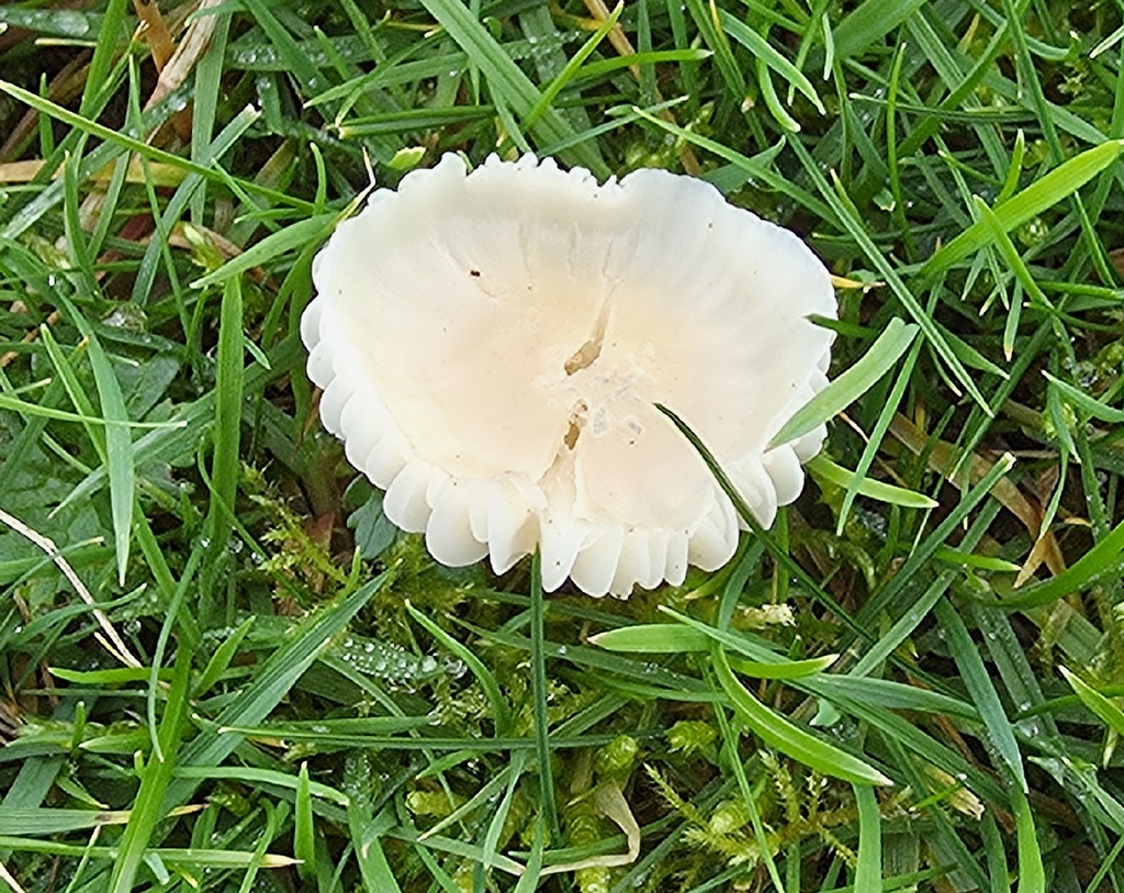 Cuphophyllus virgineus · December 2025 · photo: © sabear (iNaturalist, cc0)