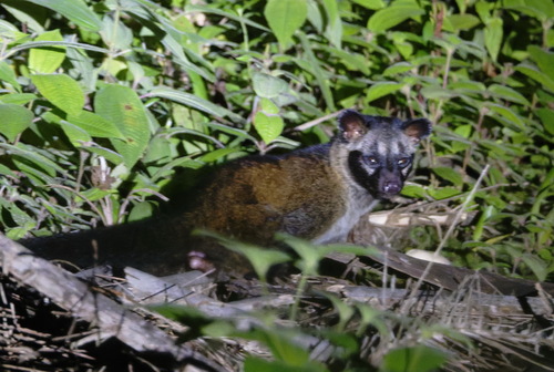 Philippine Palm Civet