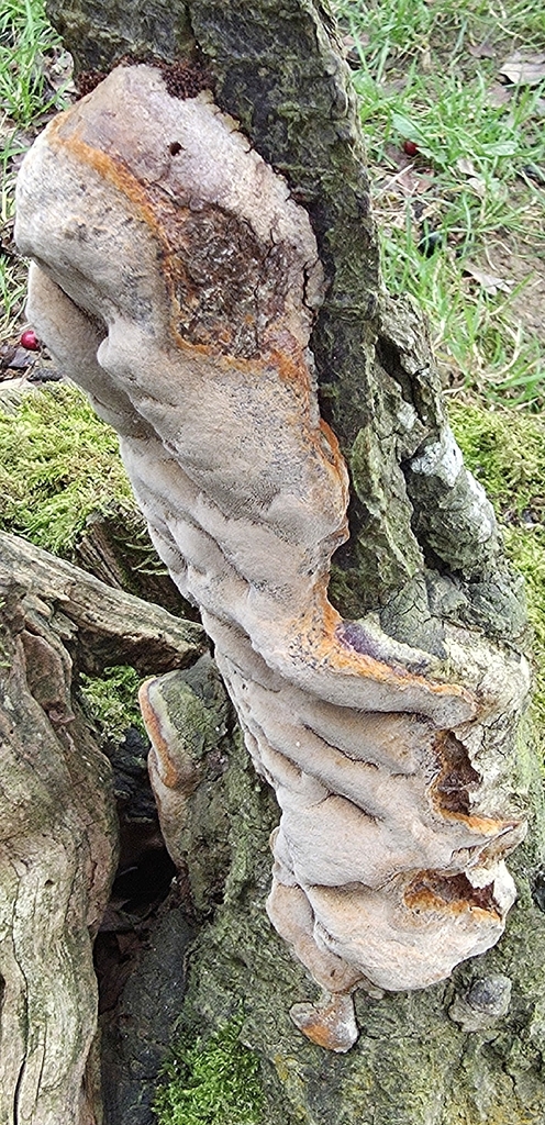 Phellinus pomaceus · December 2025 · photo: © sabear (iNaturalist, cc0)