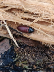 Ampedus