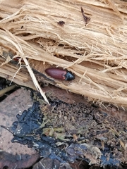 Ampedus