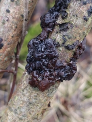 Fungi