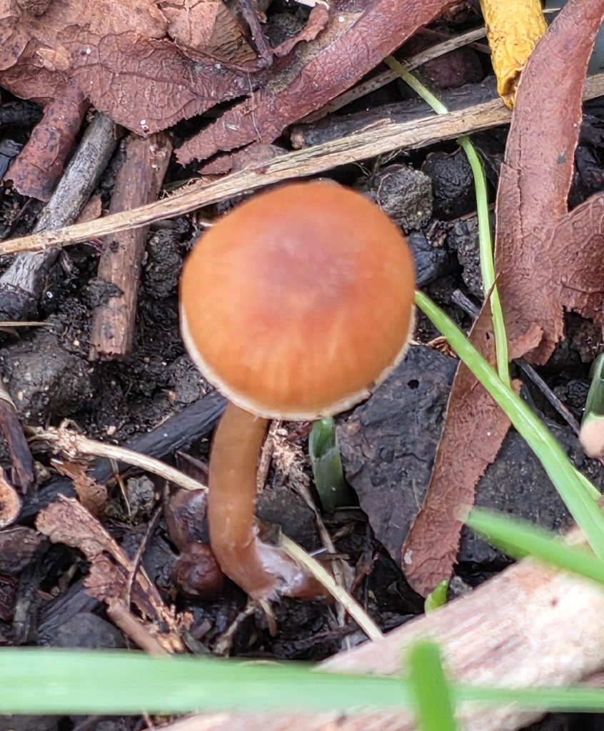Tubaria furfuracea · December 2025 · photo: © sabear (iNaturalist, cc0)
