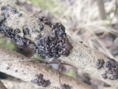 Fungi