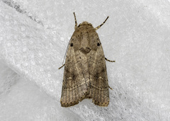 Athetis nonagrica