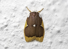 Lobobasis niveimaculata