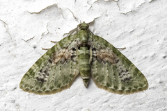 Chloroclystis semiscripta