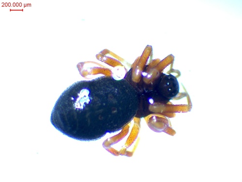 Pelecopsis elongata