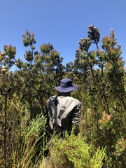 Leucadendron floridum