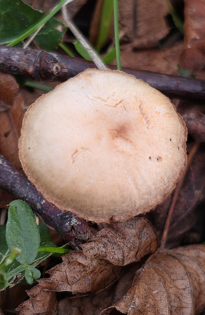 Tubaria furfuracea · December 2025 · photo: © sabear (iNaturalist, cc0)