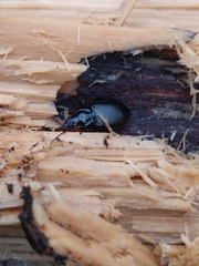 Limodromus