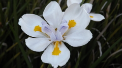 Dietes