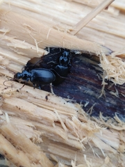 Limodromus