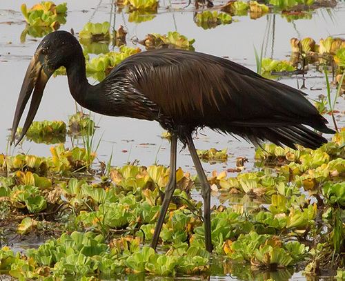 African Openbill
